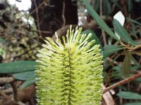DSCF2439  B. integrifolia var. integrifolia photo taken at the  Banksia Farm, Mt Barker  on the 19/05/2014.