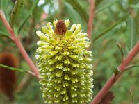 DSCF2440  B. integrifolia var. integrifolia photo taken at the  Banksia Farm, Mt Barker  on the 19/05/2014.