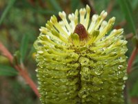 DSCF2441  B. integrifolia var. integrifolia photo taken at the  Banksia Farm, Mt Barker  on the 19/05/2014.
