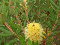 DSCF2442  B. integrifolia var. integrifolia photo taken at the  Banksia Farm, Mt Barker  on the 19/05/2014.