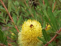 DSCF2443  B. integrifolia var. integrifolia photo taken at the  Banksia Farm, Mt Barker  on the 19/05/2014.