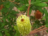 DSCF2444  B. integrifolia var. integrifolia photo taken at the  Banksia Farm, Mt Barker  on the 19/05/2014.