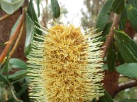 DSCF2467  B. integrifolia var. integrifolia photo taken at the  Banksia Farm, Mt Barker  on the 19/05/2014.