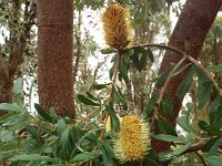 DSCF2468  B. integrifolia var. integrifolia photo taken at the  Banksia Farm, Mt Barker  on the 19/05/2014.