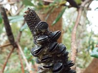 DSCF2469  B. integrifolia var. integrifolia photo taken at the  Banksia Farm, Mt Barker  on the 19/05/2014.