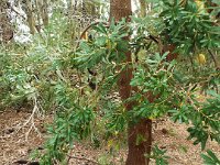 DSCF2470  B. integrifolia var. integrifolia photo taken at the  Banksia Farm, Mt Barker  on the 19/05/2014.