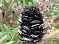 DSCF2621  B. integrifolia var. integrifolia photo taken at the  Banksia Farm, Mt Barker  on the 19/05/2014.
