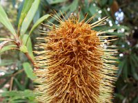 DSCF2622  B. integrifolia var. integrifolia photo taken at the  Banksia Farm, Mt Barker  on the 19/05/2014.