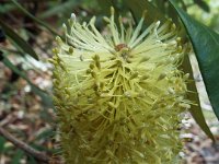 DSCF2623  B. integrifolia var. integrifolia photo taken at the  Banksia Farm, Mt Barker  on the 19/05/2014.