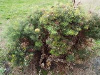 DSCF2710  B. leptophylla var. leptophylla photo taken at the  Banksia Farm, Mt Barker  on the 19/05/2014.