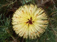 DSCF2711  B. leptophylla var. leptophylla photo taken at the  Banksia Farm, Mt Barker  on the 19/05/2014.
