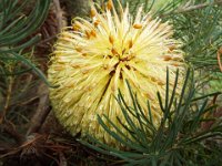 DSCF2712  B. leptophylla var. leptophylla photo taken at the  Banksia Farm, Mt Barker  on the 19/05/2014.