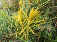 DSCF2713  B. leptophylla var. leptophylla photo taken at the  Banksia Farm, Mt Barker  on the 19/05/2014.