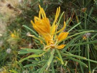 DSCF2714  B. leptophylla var. leptophylla photo taken at the  Banksia Farm, Mt Barker  on the 19/05/2014.