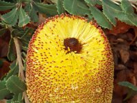 DSCF2362  B. media photo taken at the  Banksia Farm, Mt Barker  on the 19/05/2014.