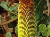 DSCF2363  B. media photo taken at the  Banksia Farm, Mt Barker  on the 19/05/2014.