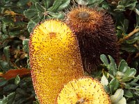 DSCF2365  B. media photo taken at the  Banksia Farm, Mt Barker  on the 19/05/2014.