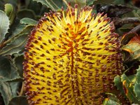 DSCF2366  B. media photo taken at the  Banksia Farm, Mt Barker  on the 19/05/2014.