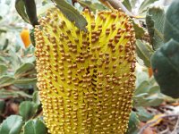 DSCF2367  B. media photo taken at the  Banksia Farm, Mt Barker  on the 19/05/2014.