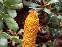DSCF2368  B. media photo taken at the  Banksia Farm, Mt Barker  on the 19/05/2014.