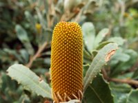 DSCF2369  B. media photo taken at the  Banksia Farm, Mt Barker  on the 19/05/2014.