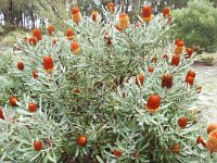DSCF2377  B. menziesii tan photo taken at the  Banksia Farm, Mt Barker  on the 19/05/2014.