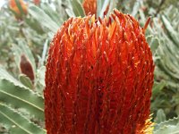 DSCF2378  B. menziesii tan photo taken at the  Banksia Farm, Mt Barker  on the 19/05/2014.