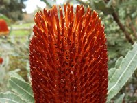 DSCF2379  B. menziesii tan photo taken at the  Banksia Farm, Mt Barker  on the 19/05/2014.