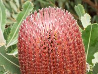DSCF2381  B. menziesii photo taken at the  Banksia Farm, Mt Barker  on the 19/05/2014.