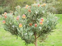 DSCF2709  B. menziesii photo taken at the  Banksia Farm, Mt Barker  on the 19/05/2014.