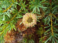 DSCF2408  B. micrantha photo taken at the  Banksia Farm, Mt Barker  on the 19/05/2014.