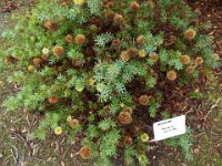 DSCF2409  B. micrantha photo taken at the  Banksia Farm, Mt Barker  on the 19/05/2014.