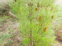 DSCF2508  B. occidentarlis var. formosa photo taken at the  Banksia Farm, Mt Barker  on the 19/05/2014.