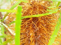 DSCF2509  B. occidentarlis var. formosa photo taken at the  Banksia Farm, Mt Barker  on the 19/05/2014.