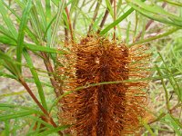 DSCF2510  B. occidentarlis var. formosa photo taken at the  Banksia Farm, Mt Barker  on the 19/05/2014.