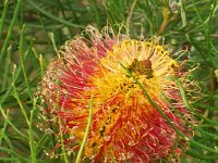 DSCF2499  B. occidentarlis photo taken at the  Banksia Farm, Mt Barker  on the 19/05/2014.