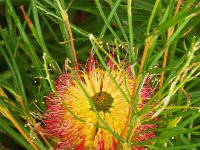 DSCF2500  B. occidentarlis photo taken at the  Banksia Farm, Mt Barker  on the 19/05/2014.