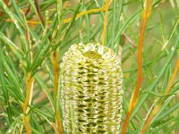 DSCF2501  B. occidentarlis photo taken at the  Banksia Farm, Mt Barker  on the 19/05/2014.