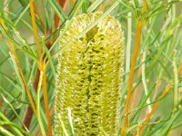 DSCF2502  B. occidentarlis photo taken at the  Banksia Farm, Mt Barker  on the 19/05/2014.