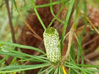 DSCF2503  B. occidentarlis photo taken at the  Banksia Farm, Mt Barker  on the 19/05/2014.