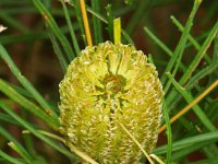 DSCF2504  B. occidentarlis photo taken at the  Banksia Farm, Mt Barker  on the 19/05/2014.