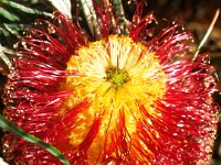 DSCF2506  B. occidentarlis photo taken at the  Banksia Farm, Mt Barker  on the 19/05/2014.