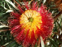 DSCF2507  B. occidentarlis photo taken at the  Banksia Farm, Mt Barker  on the 19/05/2014.