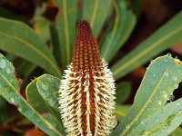 DSCF2382  B. oreophila photo taken at the  Banksia Farm, Mt Barker  on the 19/05/2014.