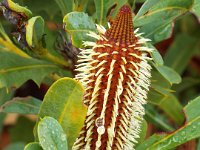 DSCF2383  B. oreophila photo taken at the  Banksia Farm, Mt Barker  on the 19/05/2014.