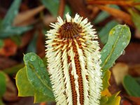 DSCF2384  B. oreophila photo taken at the  Banksia Farm, Mt Barker  on the 19/05/2014.