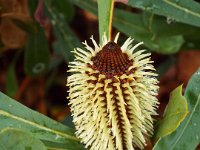 DSCF2385  B. oreophila photo taken at the  Banksia Farm, Mt Barker  on the 19/05/2014.
