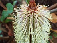 DSCF2416  B. oreophila photo taken at the  Banksia Farm, Mt Barker  on the 19/05/2014.