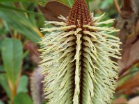 DSCF2417  B. oreophila photo taken at the  Banksia Farm, Mt Barker  on the 19/05/2014.