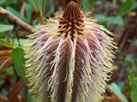 DSCF2418  B. oreophila photo taken at the  Banksia Farm, Mt Barker  on the 19/05/2014.